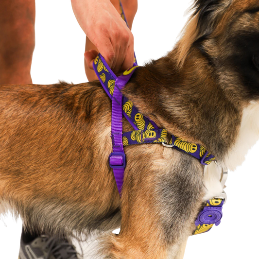 LORDS OF ZEE.TOWN ZMILEY SOFTER WALK HARNESS MEDIUM