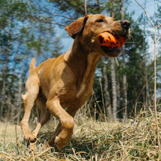 Dog Throw Toy – Unisex – Orange/Black