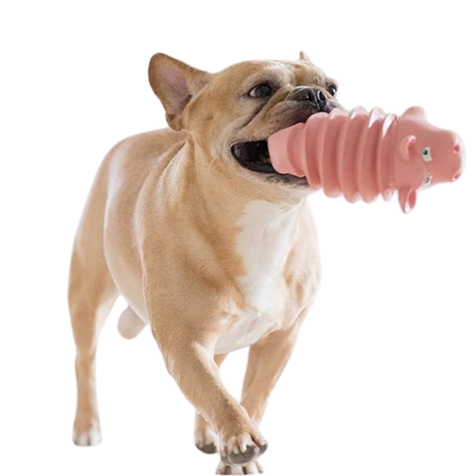 Noisy Crocodile Accordionz Outward Hound / Green