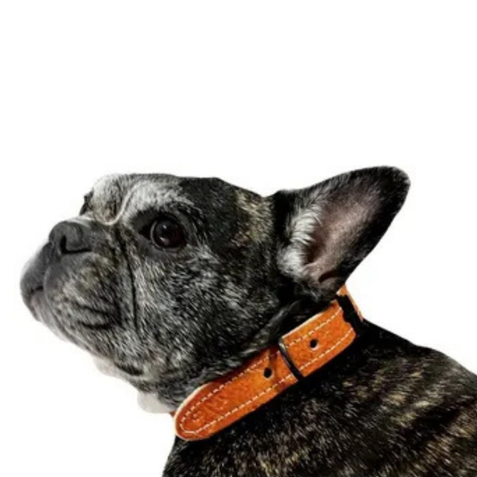 Paw Paws Collar Size M / Citrus Polka Dot Design Brown