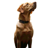 4G GPS Tracker for Dogs