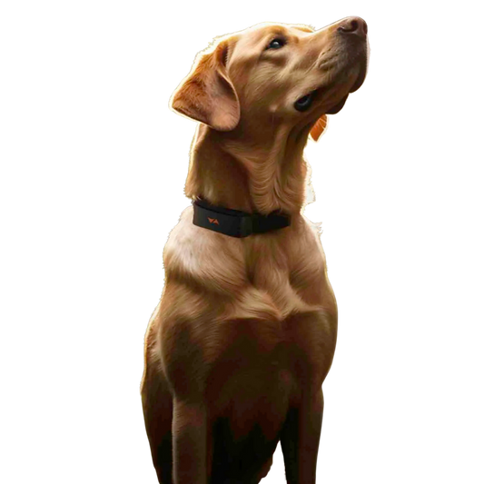 4G GPS Tracker for Dogs