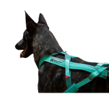 Freemotion Harness 5.0 – Unisex – Teal – Size 6