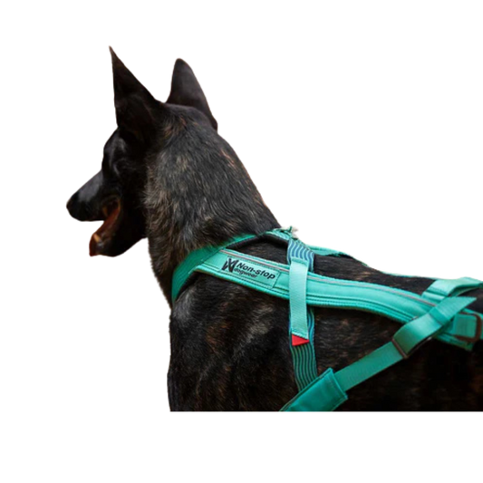 Freemotion Harness 5.0 – Unisex – Teal – Size 6