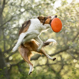 Dog Flying Disc – Unisex – Orange/Black