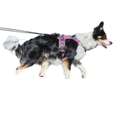 Ramble Harness, Unisex – Purple – Size XS