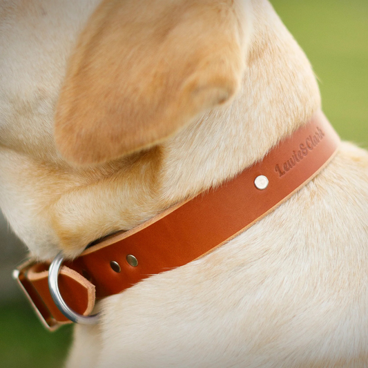 Paw Paws Collar Size M / Retro Design Brown