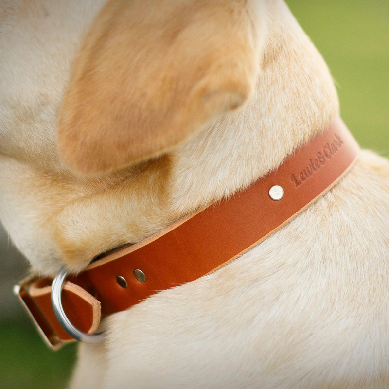 Paw Paws Collar Size M / Retro Design Brown