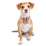 Paw Paws Collar Size M / Tie Design